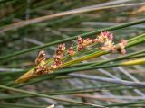 Juncus maritimus. Соцветие. Греция, Эгейское море, о. Сирос, окр. местечка Св. Михалис (Αη Μιχάλης), у тропы к пещере Ментони (Σπήλαιο Μεντώνη). 25.04.2021.