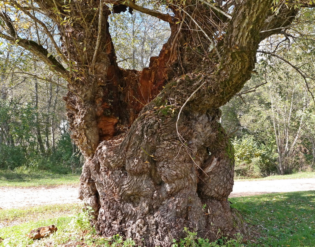 Image of Salix alba specimen.