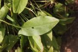 genus Rumex