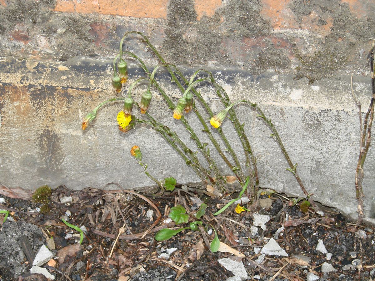 Image of Tussilago farfara specimen.