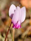 Cyclamen hederifolium подвид confusum. Цветок. Греция, о-в Крит, ном Ханья (Νομός Χανίων), дим Киссамос (Κίσσαμος), окр. деревни Полириния (Πολυρρήνια), широколиственный лес вдоль русла временного водотока. 18 октября 2021 г.