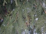 Thuja occidentalis