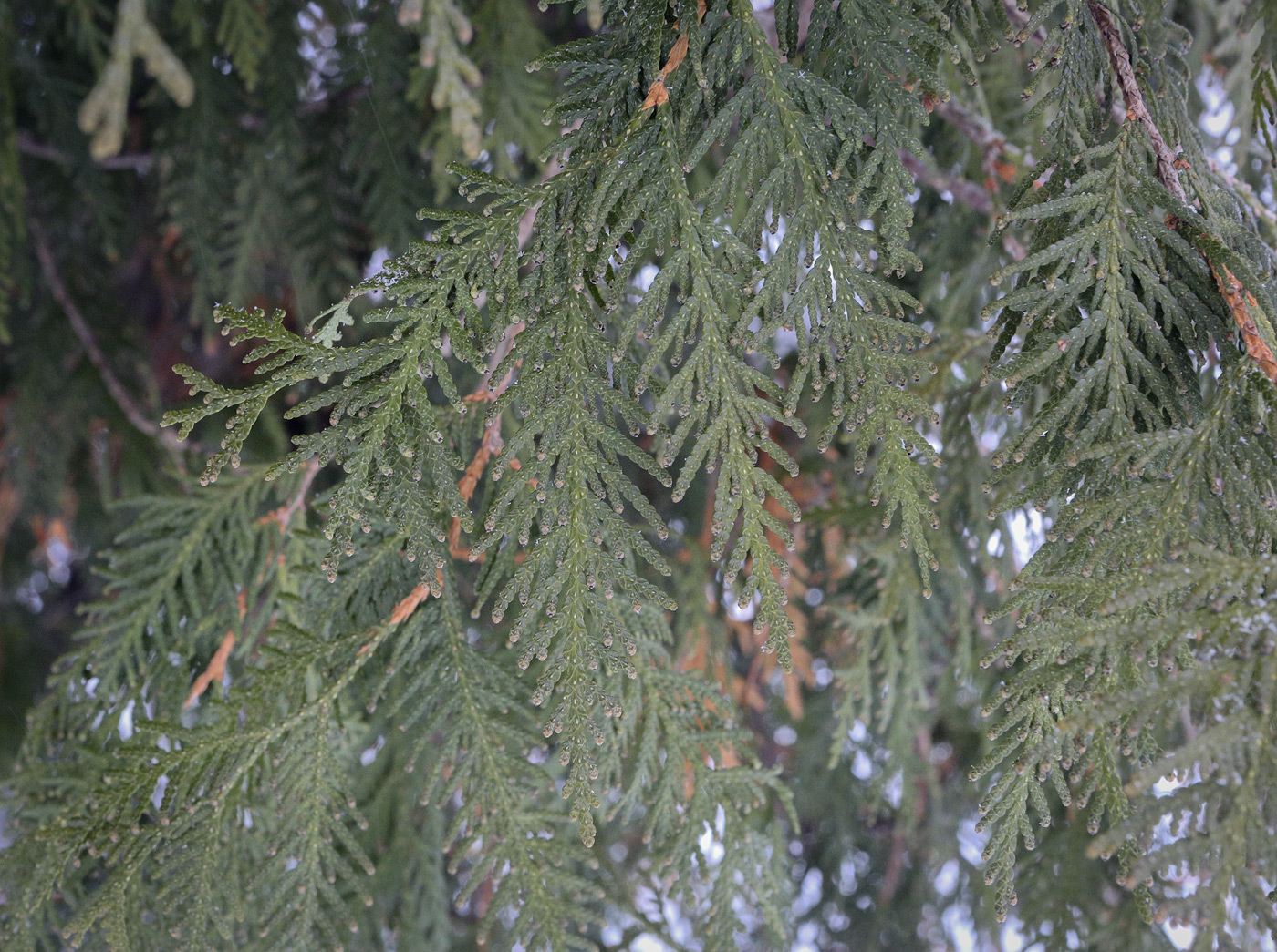 Изображение особи Thuja occidentalis.