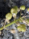 Cochlearia officinalis