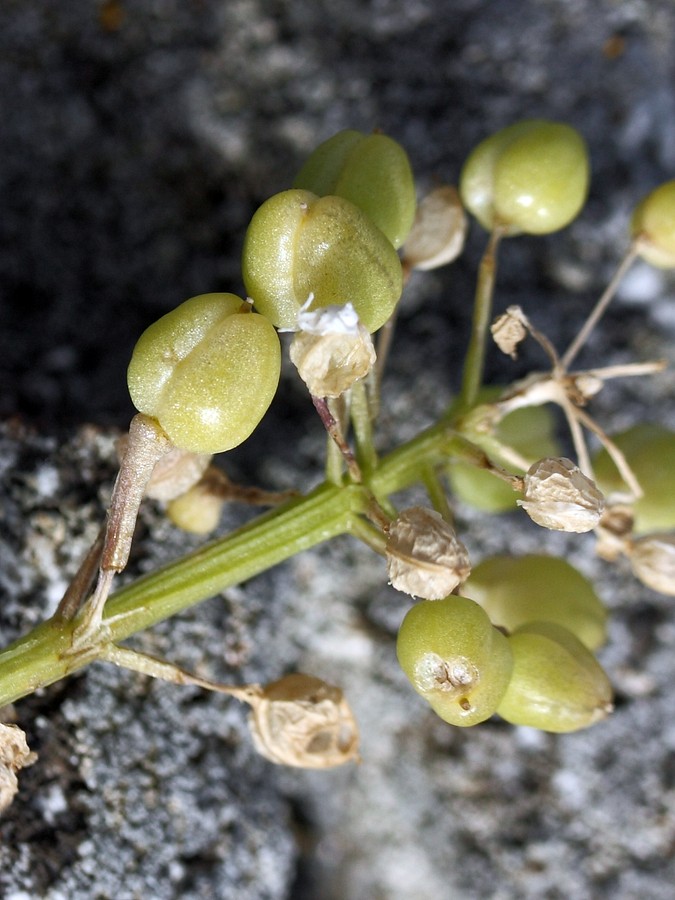 Изображение особи Cochlearia officinalis.