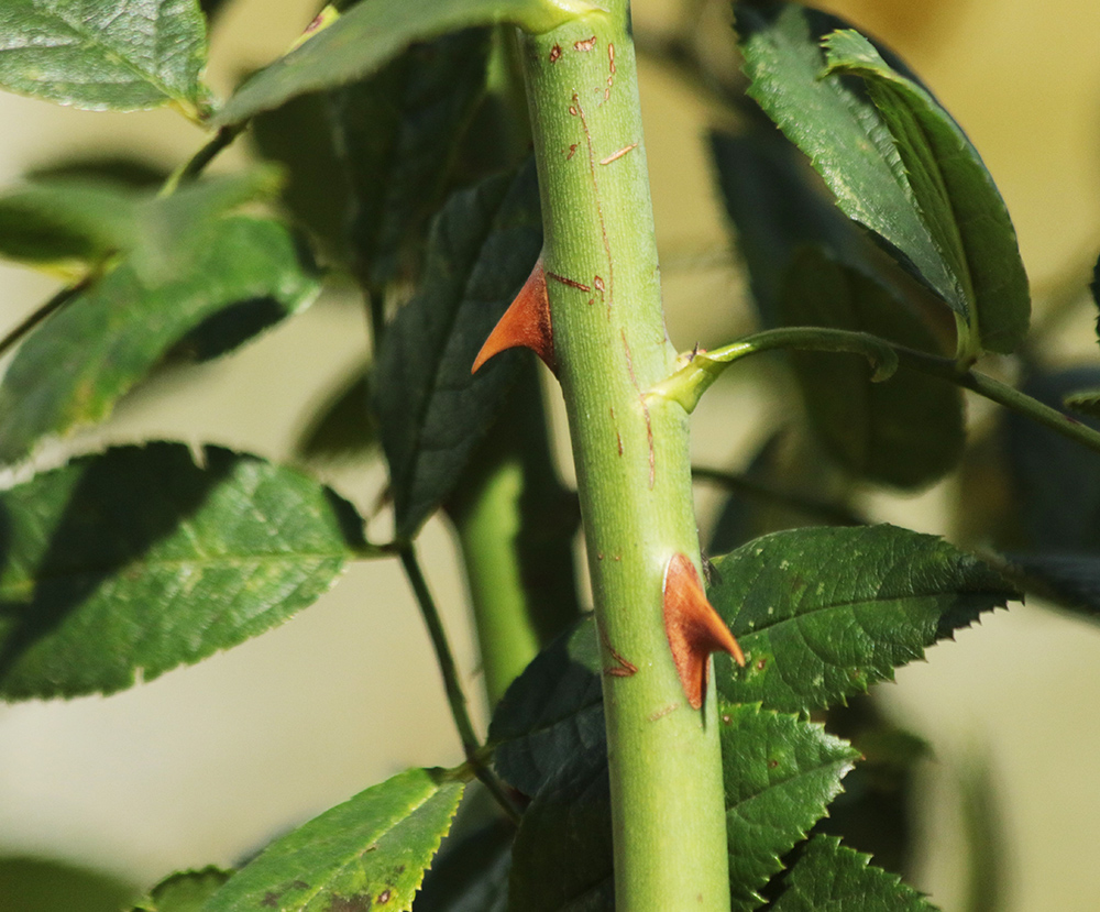 Image of Rosa canina specimen.