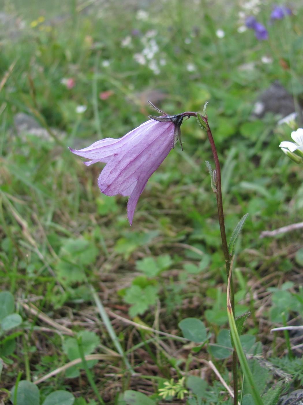 Изображение особи Campanula collina.