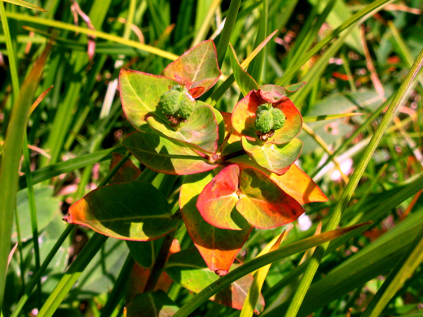 Изображение особи Euphorbia altaica.