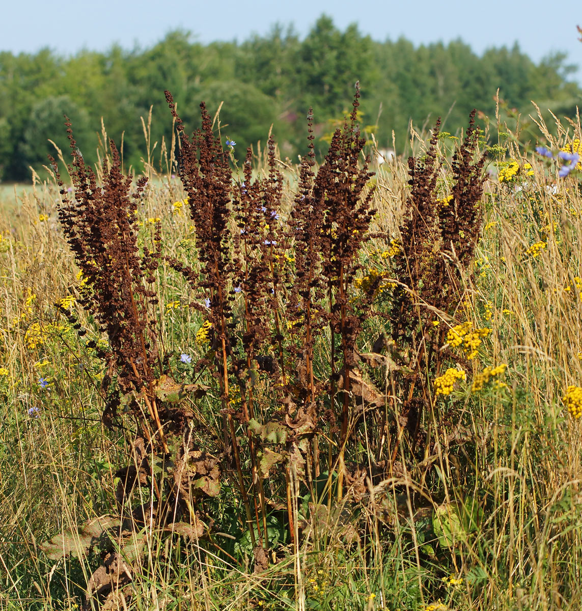 Изображение особи Rumex confertus.