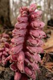Lathraea squamaria