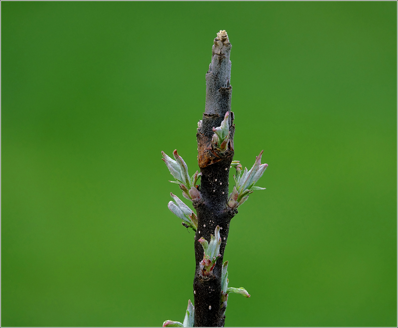Изображение особи Malus domestica.