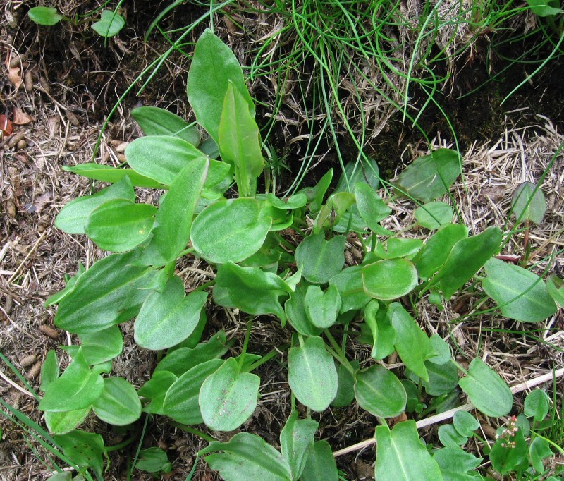 Изображение особи Rumex lapponicus.