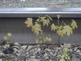 Acer platanoides