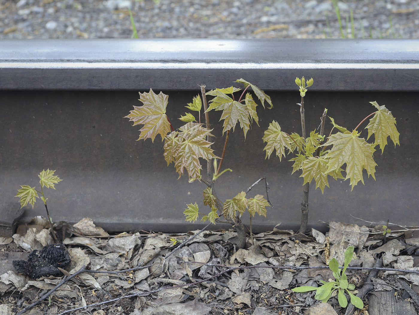 Image of Acer platanoides specimen.