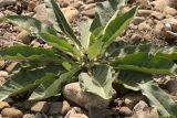 genus Verbascum