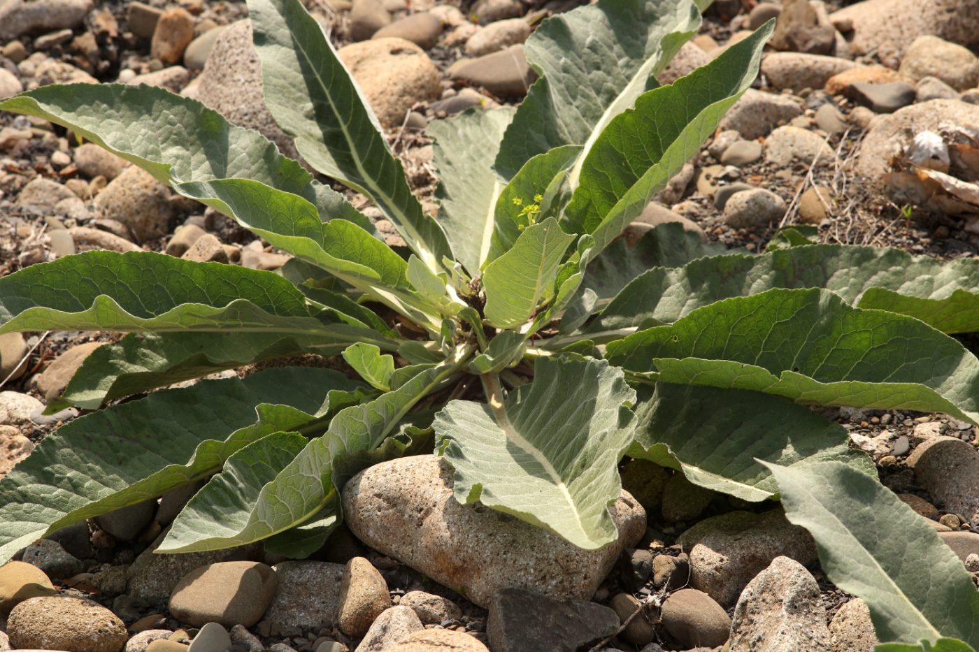 Image of genus Verbascum specimen.