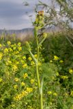 Ferula communis. Верхушка растения с развивающимися соцветиями. Израиль, окр. Латруна, на холме. 19.03.2022.