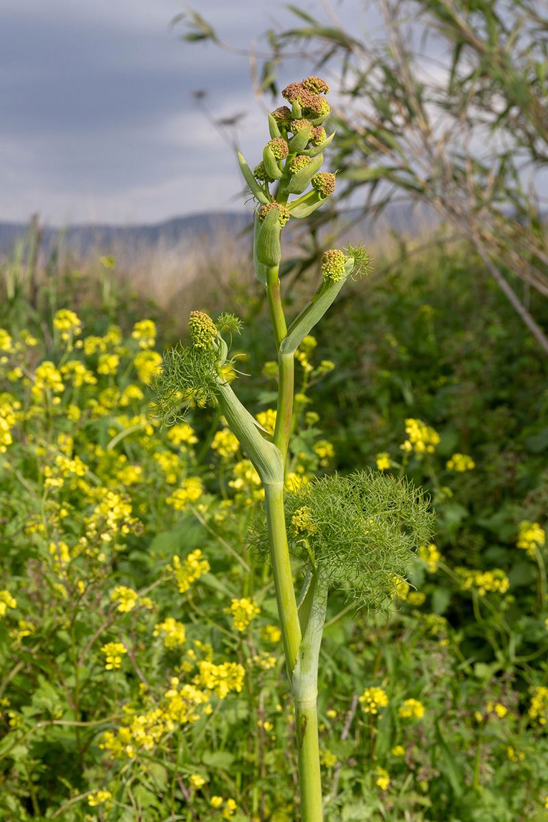 Изображение особи Ferula communis.