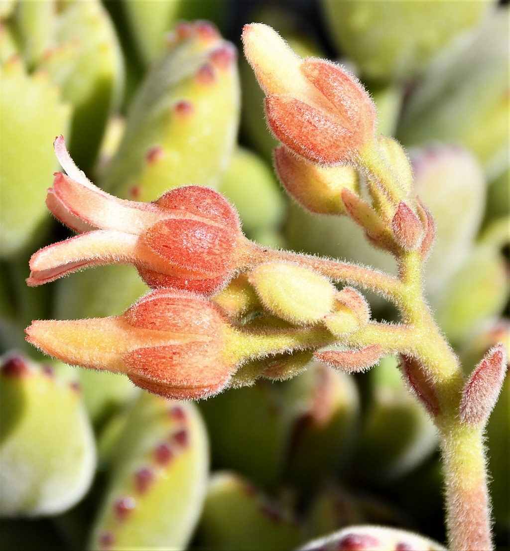 Image of Cotyledon tomentosa specimen.