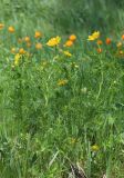 genus Adonis. Цветущее растение (среди Trollius asiaticus). Алтай, Онгудайский р-н, окр. пер. Семинский, луг. 11 июня 2022 г.