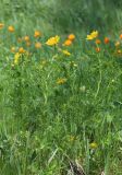 род Adonis. Цветущее растение (среди Trollius asiaticus). Алтай, Онгудайский р-н, окр. пер. Семинский, луг. 11 июня 2022 г.