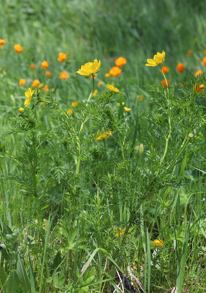 Image of genus Adonis specimen.