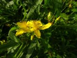 Hypericum perforatum