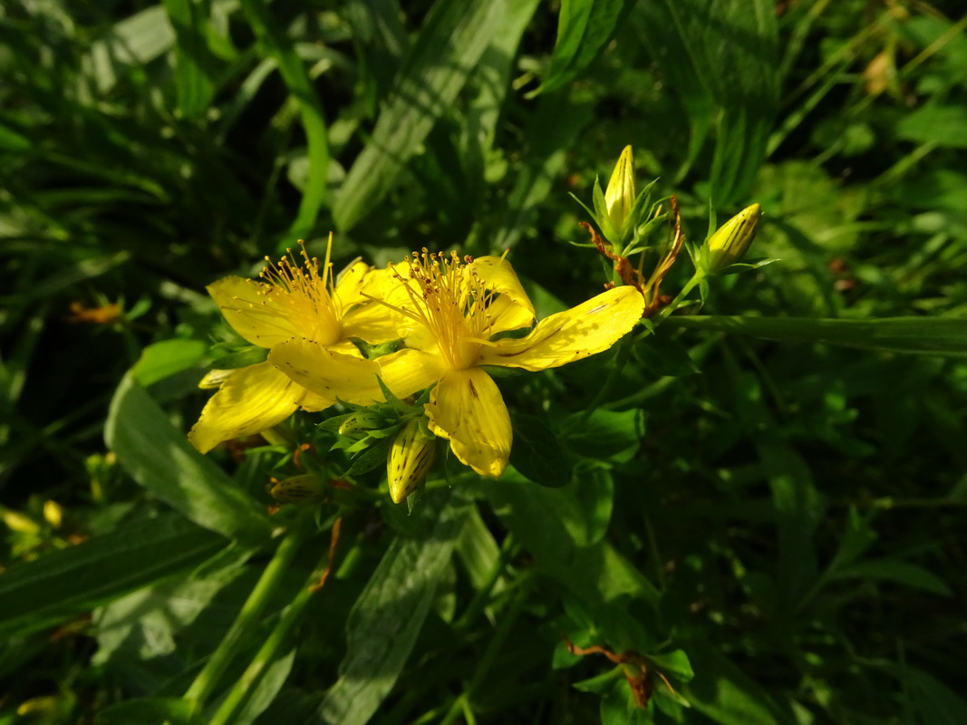 Изображение особи Hypericum perforatum.