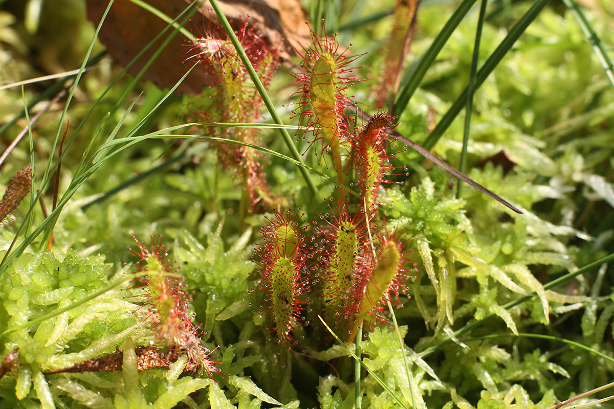 Image of Drosera anglica specimen.