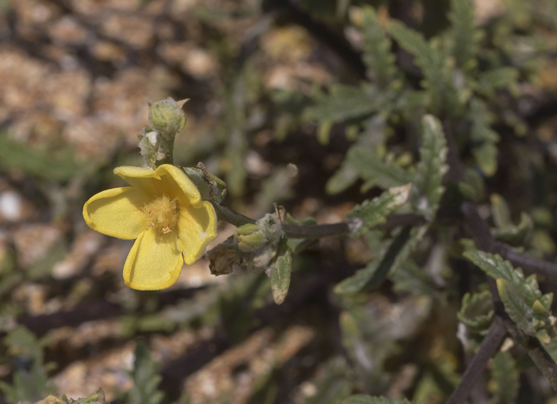 Image of Verbascum pinnatifidum specimen.