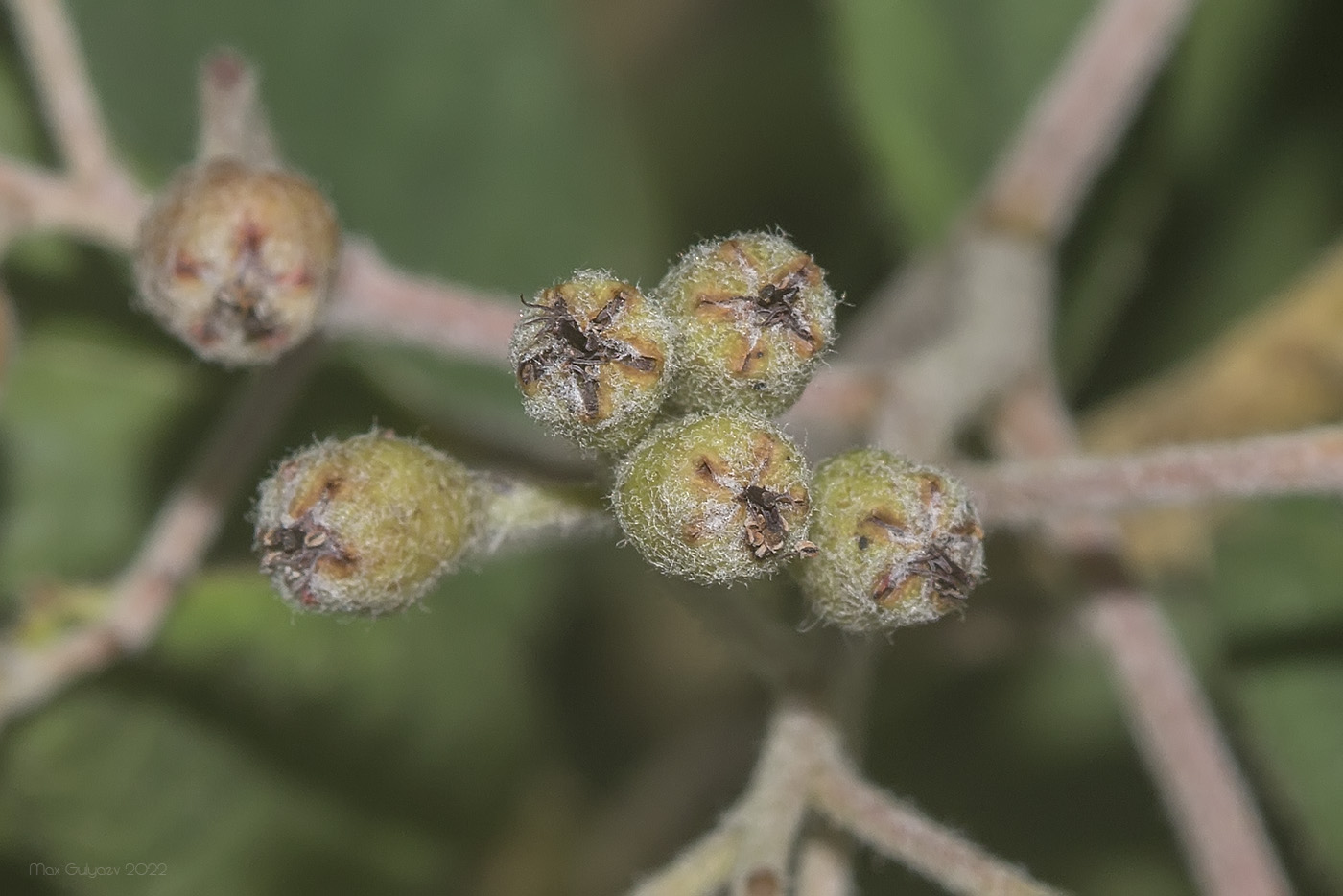 Image of genus Cotoneaster specimen.