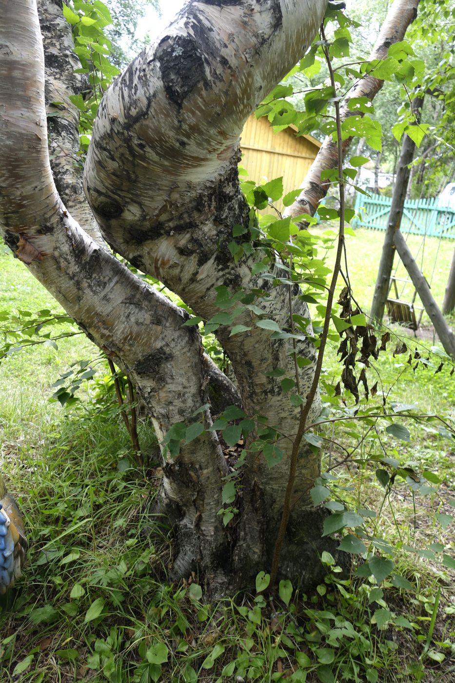 Image of Betula ermanii specimen.