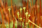 Splachnum ampullaceum. Раскрывающиеся коробочки с выдавливающимися спорами и верхушки отмирающих спорогонов. Отмирающие спорогоны, вероятно, принадлежат другому виду - Splachnum luteum. Мурманская обл., Кольский р-н, 1446 км автодороги Р-21 \"Кола\" (Печенгская дорога), кустарничково-травяной березняк на гребне каменистого холма. 01.08.2022.