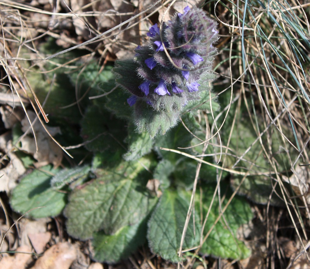 Image of Ajuga orientalis specimen.