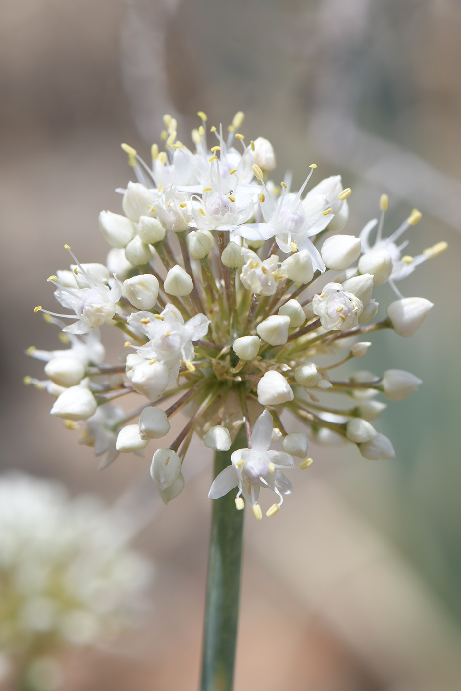 Изображение особи Allium galanthum.