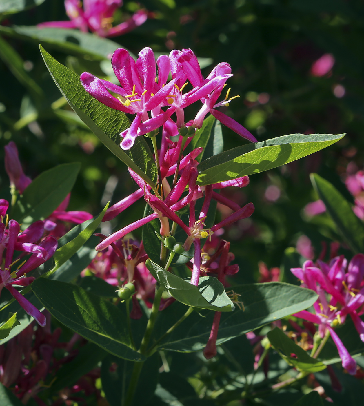 Image of Lonicera tatarica specimen.