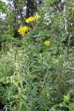 Senecio paludosus