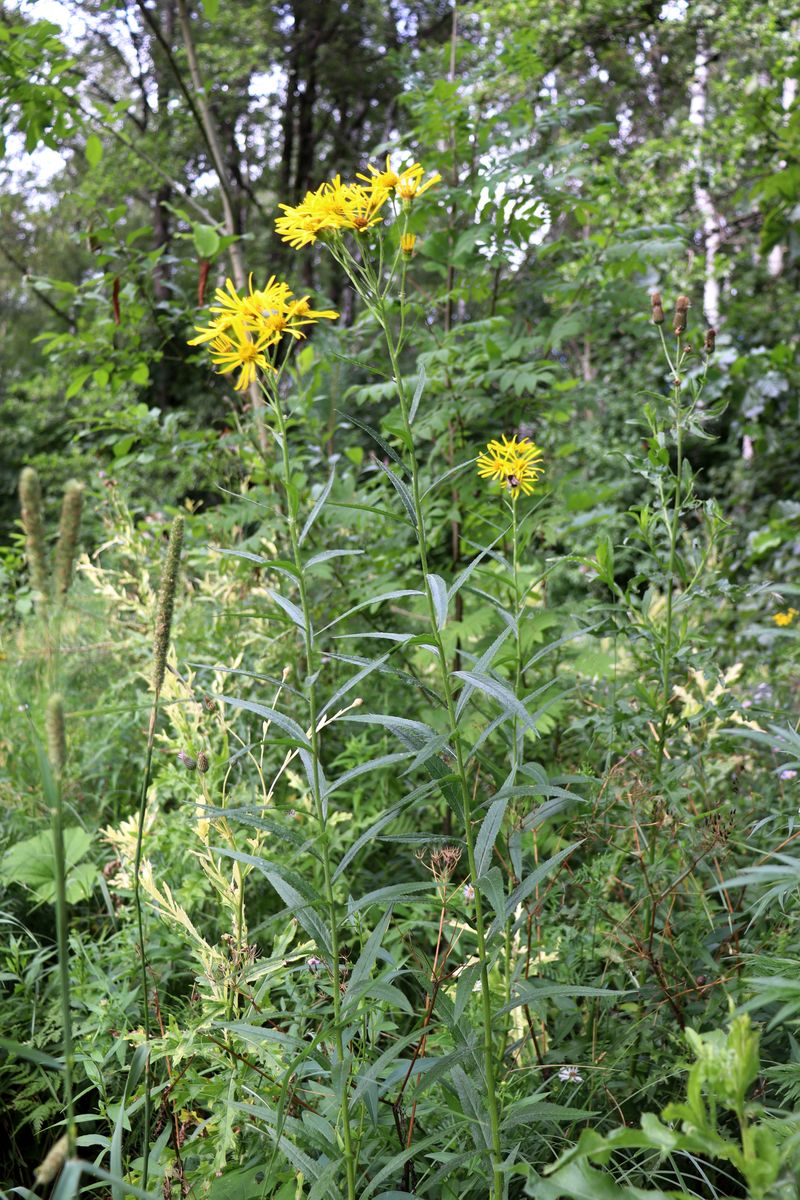 Image of Senecio paludosus specimen.