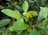 Ehretia acuminata. Верхушка ветви с соплодием. Абхазия, г. Сухум, в культуре. 25.09.2022.