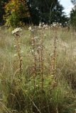 Hieracium umbellatum. Плодоносящие растения. Псковская обл., Невельский р-н, окр. дер. Дубище, суходольный вейниковый луг. 18.09.2022.