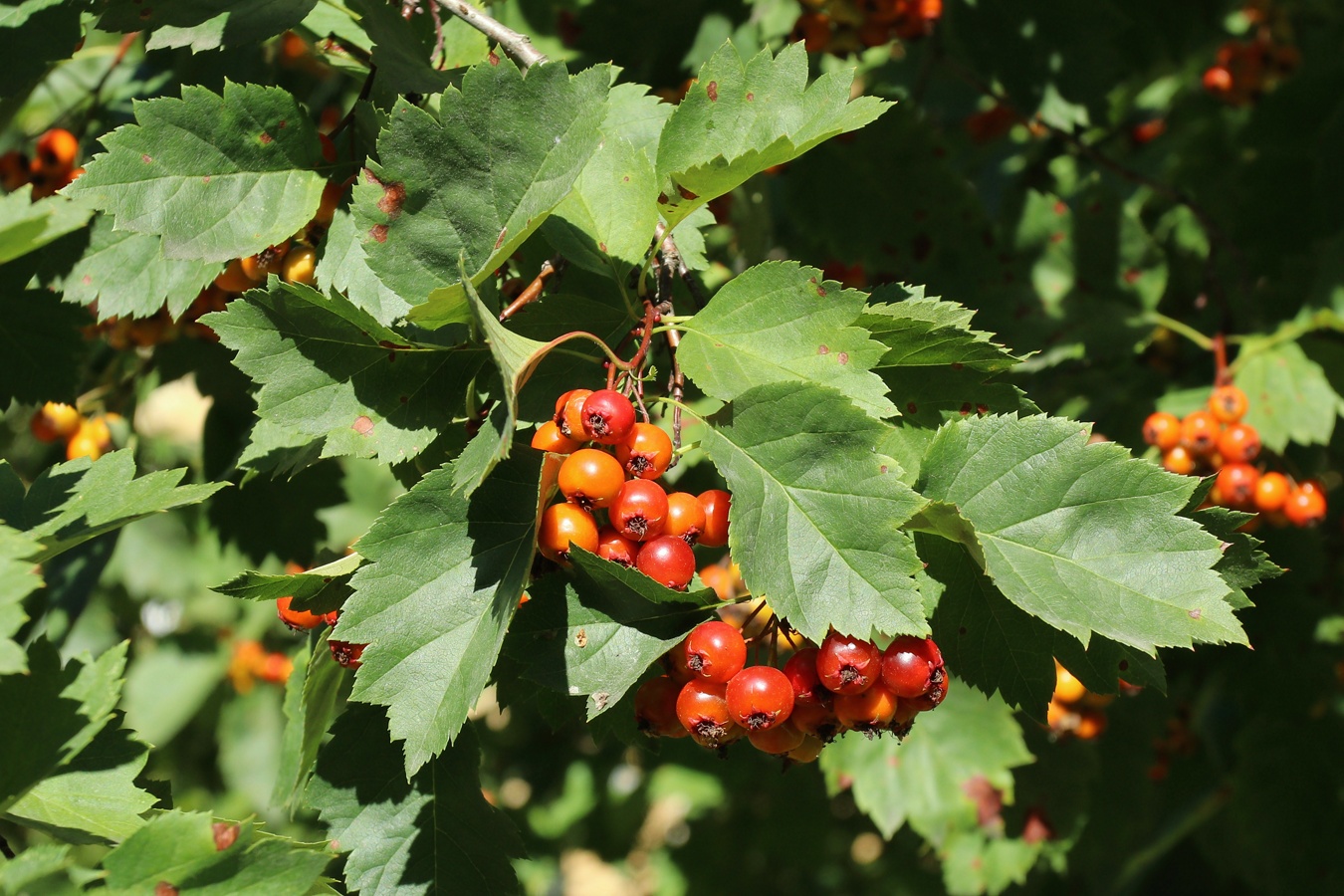 Изображение особи род Crataegus.