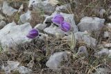 Pulsatilla taurica