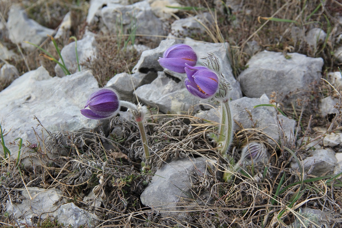 Изображение особи Pulsatilla taurica.