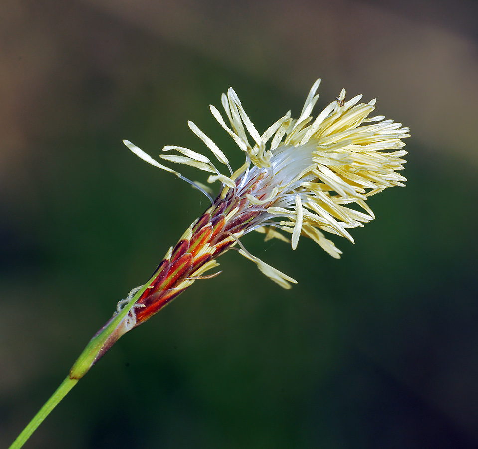 Изображение особи Carex pilosa.