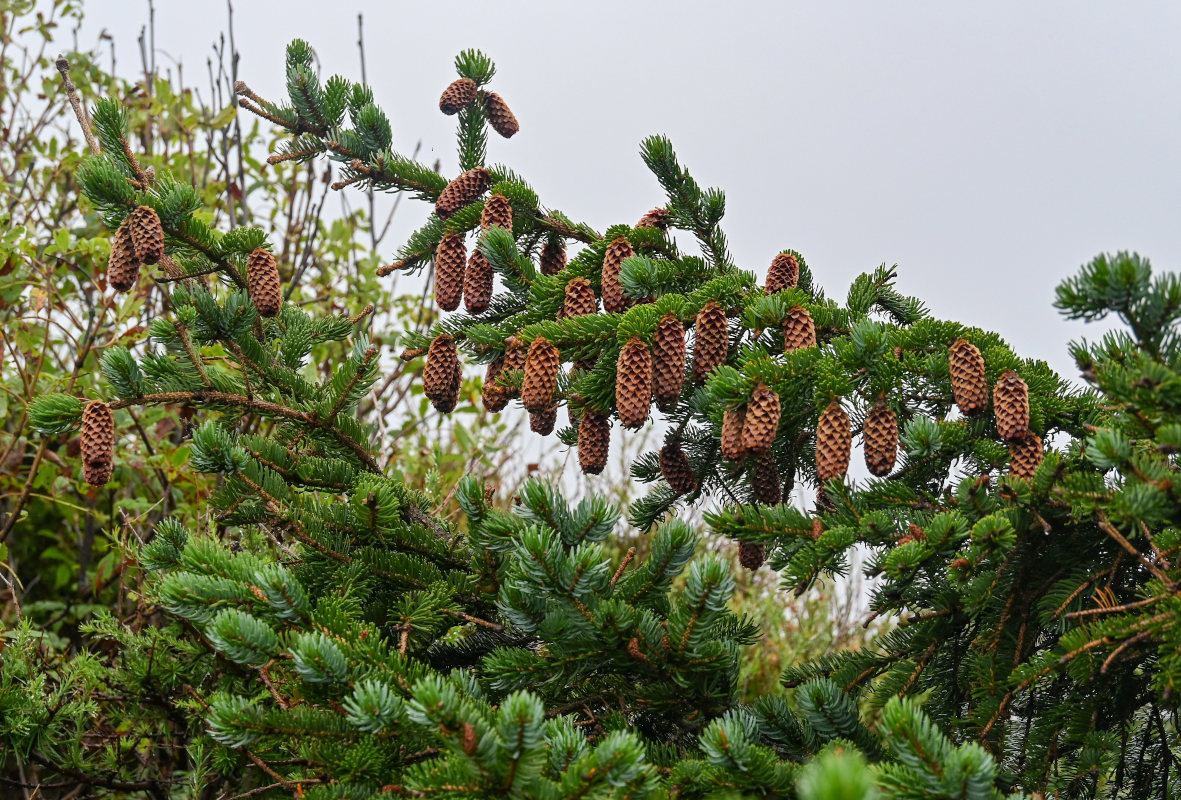 Image of Picea ajanensis specimen.