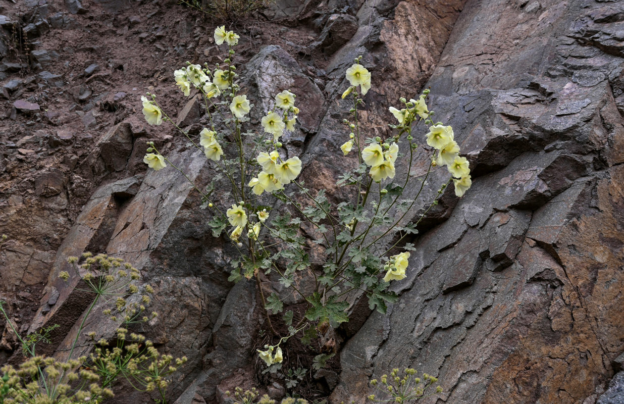 Image of Alcea rugosa specimen.