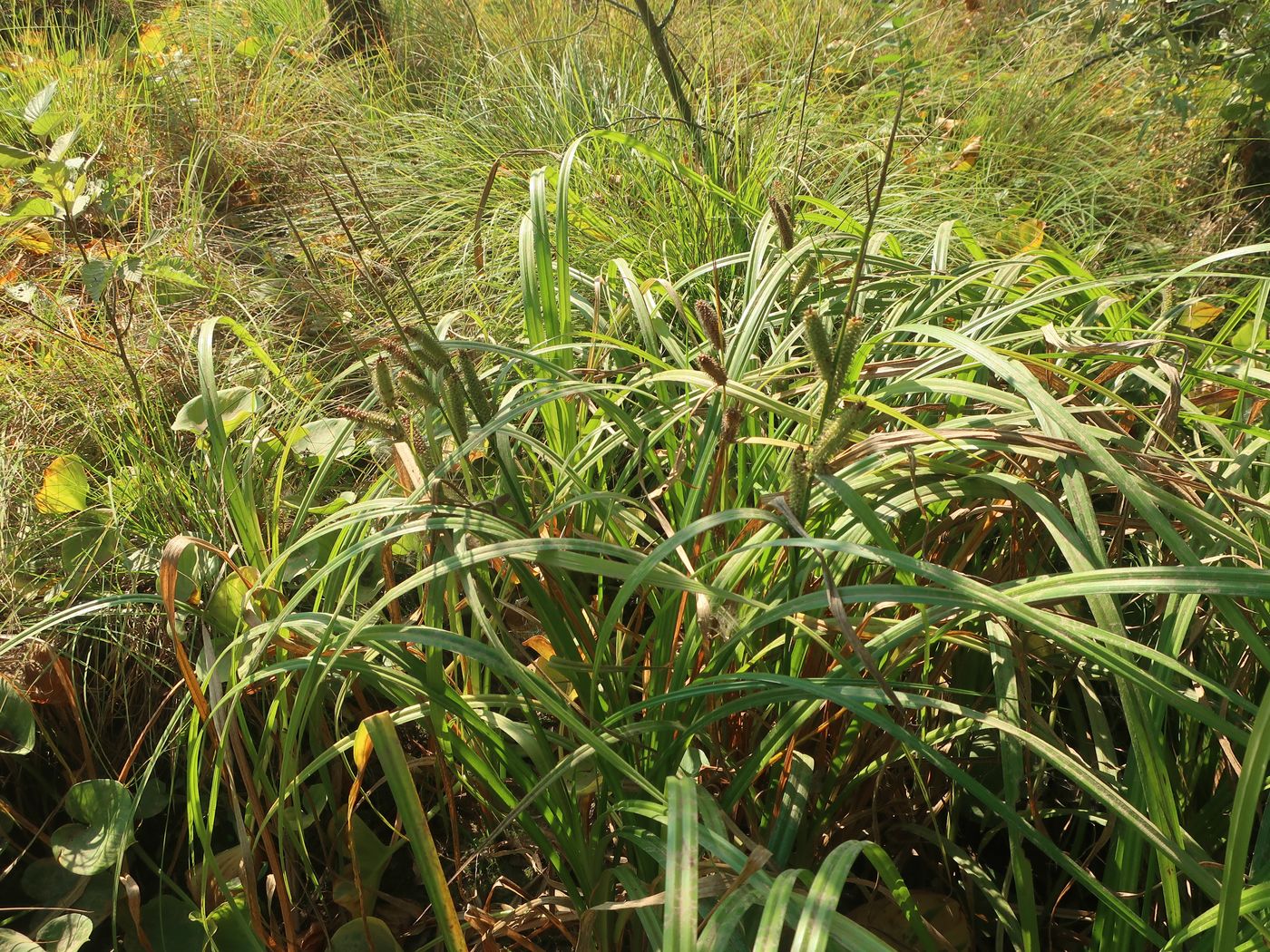 Изображение особи Carex rhynchophysa.