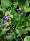 Vicia unijuga