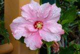 Hibiscus rosa-sinensis. Цветок в каплях дождя. Израиль, г. Яффо, в культуре. 20.03.2023.