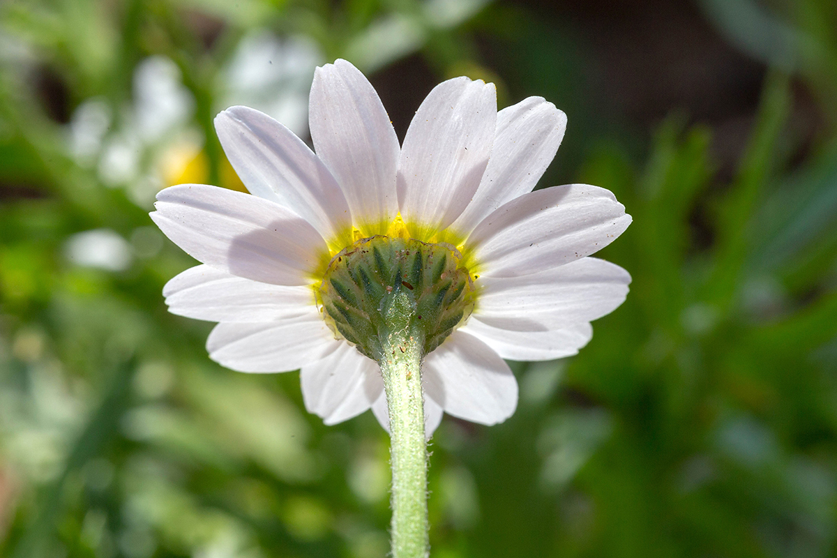 Image of Anthemis palaestina specimen.